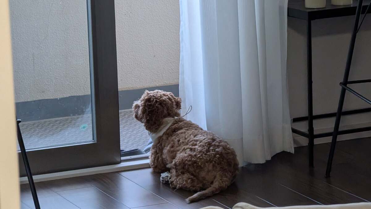 掃き出し窓の前で白いカーテンの脇に伏せ、外を静かに眺めている茶色い巻き毛の小型犬の後ろ姿