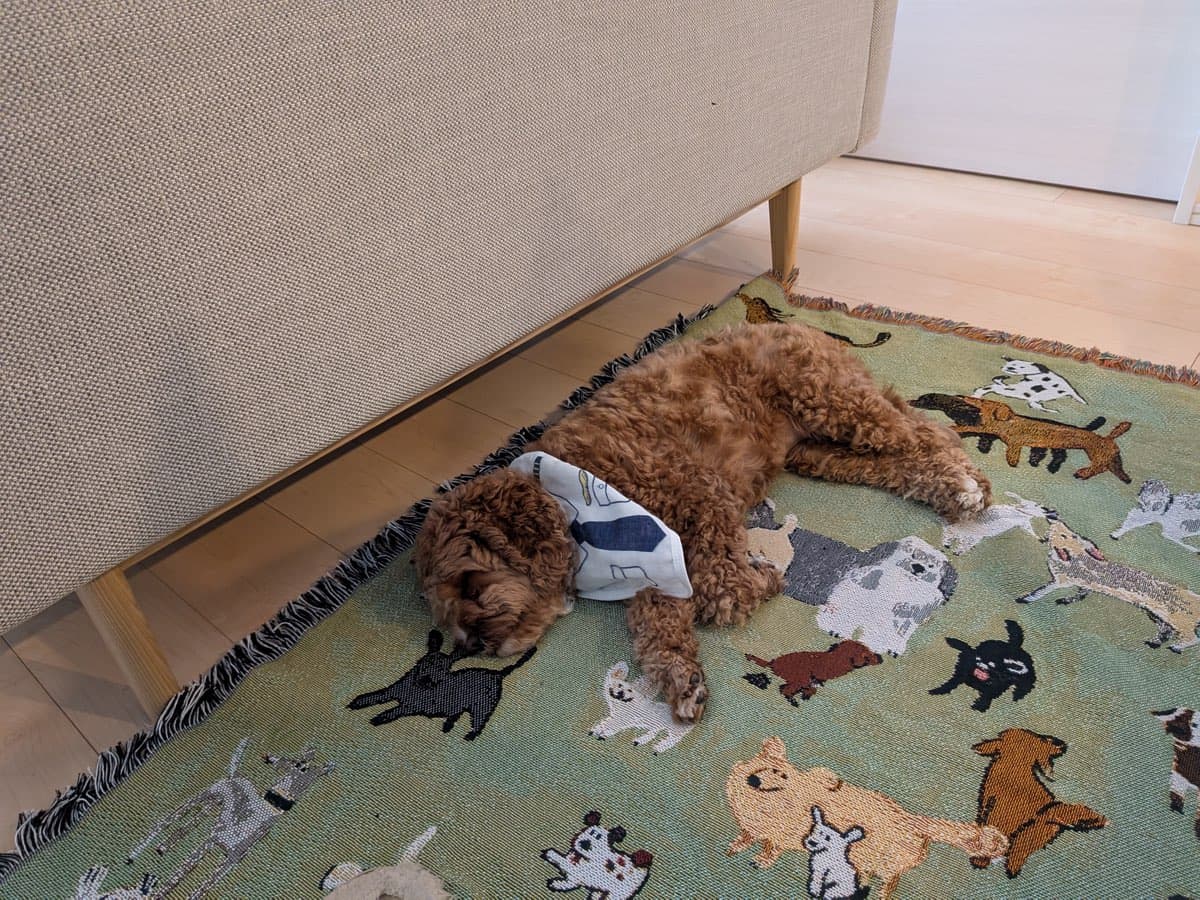 犬の絵柄が織り込まれたラグの上で、ソファの脇に横向きに寝そべって顔をうずめ、脱力して眠っている茶色い巻き毛の小型犬
