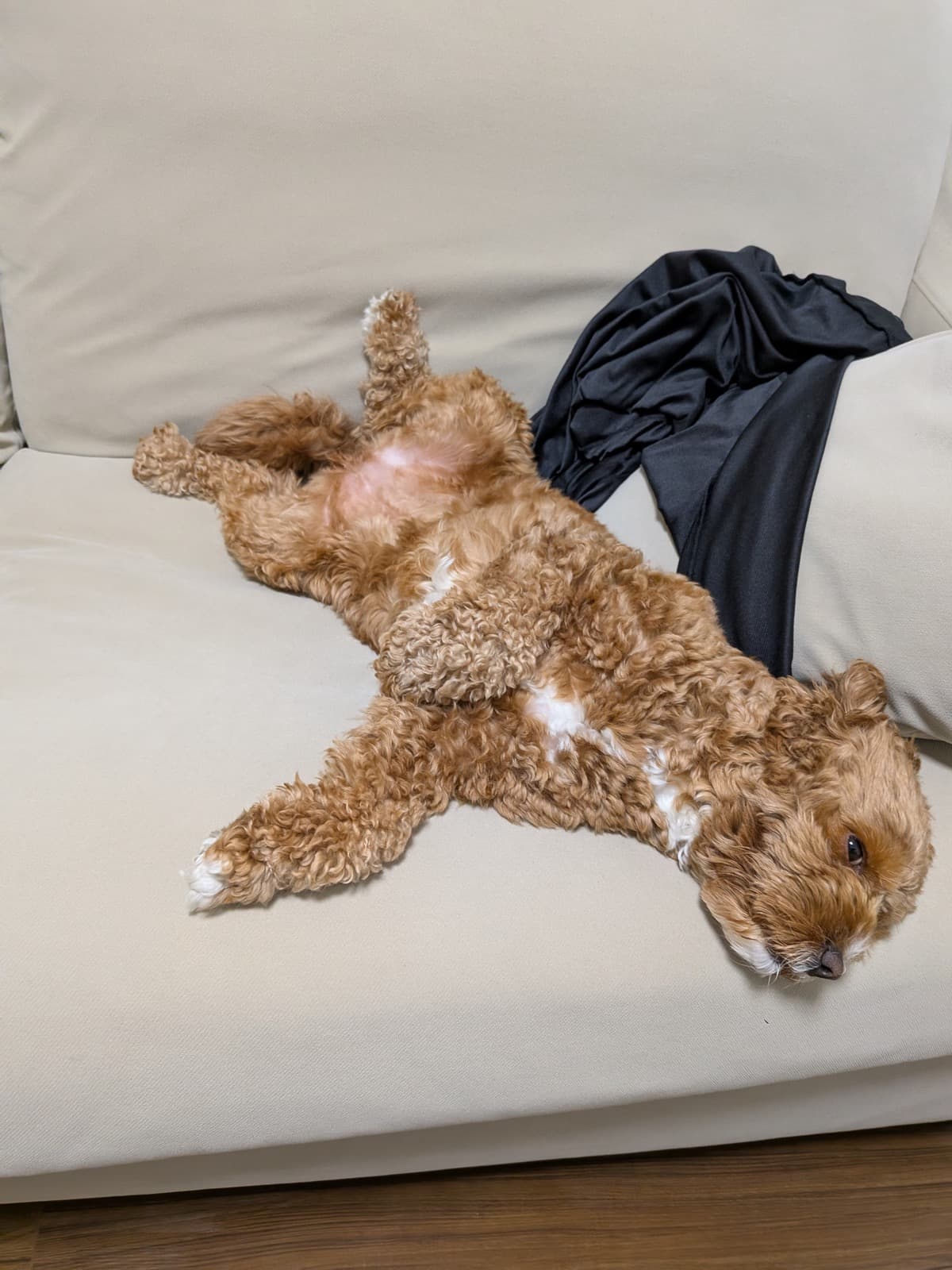 ベージュのソファの上で仰向けになり、四肢を投げ出して眠っている巻き毛のキャバプーの茶々丸