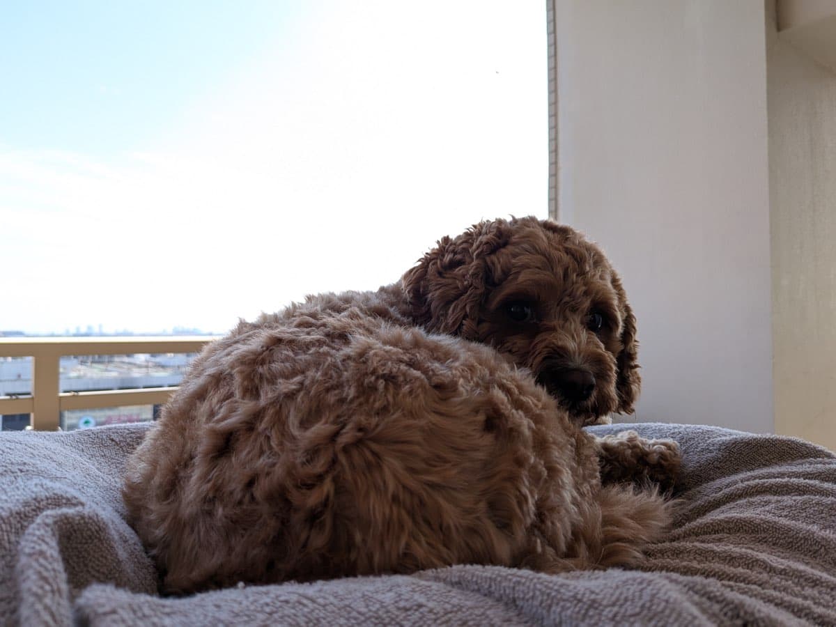 茶色い巻き毛の小型犬が、明るい窓辺の毛布の上で丸くなって伏せ、体をひねってこちらを振り返っている