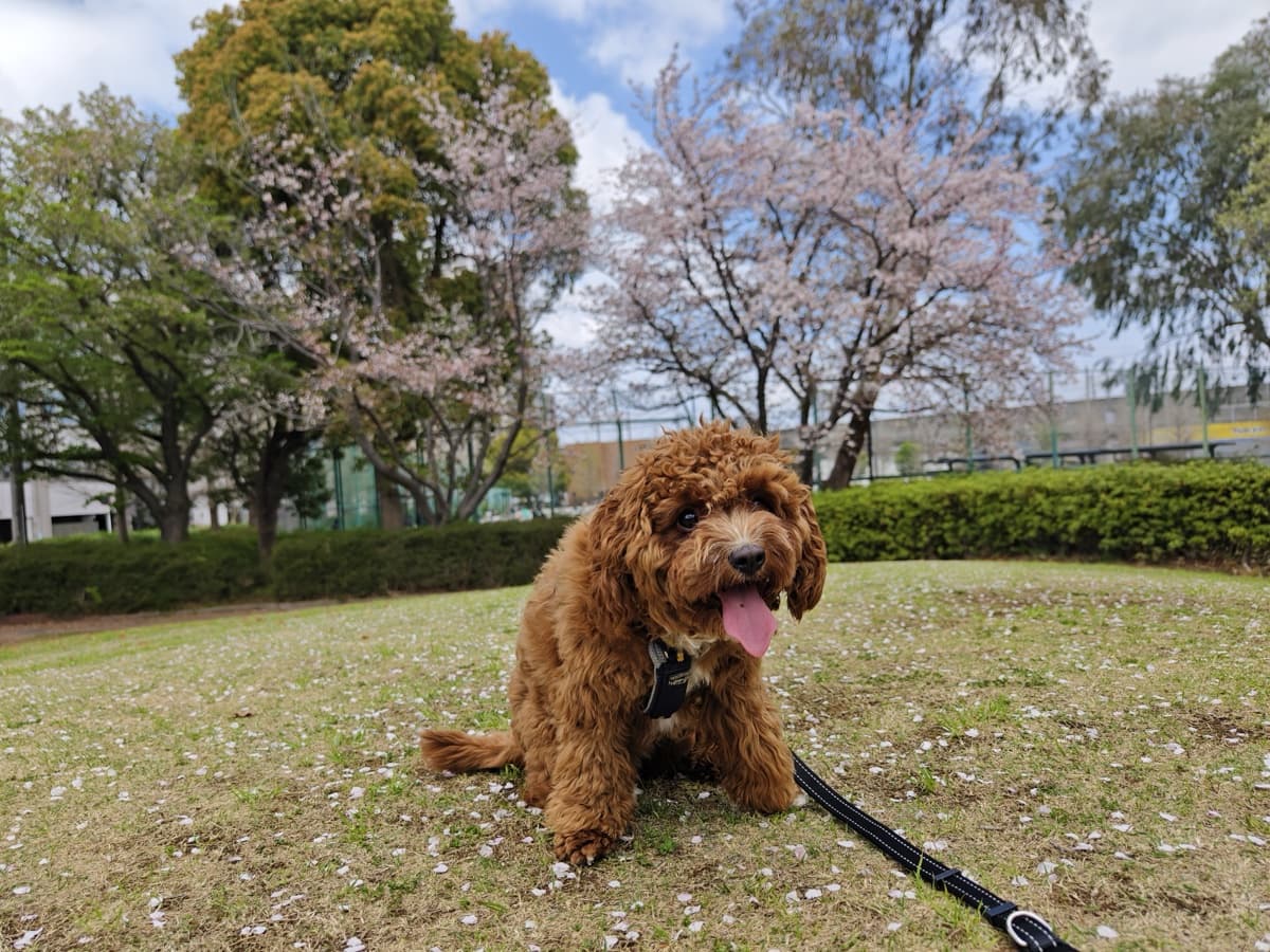 桜並木を背に公園の芝生に座って舌を出すキャバプーの茶々丸、横向きで体つきが見える構図