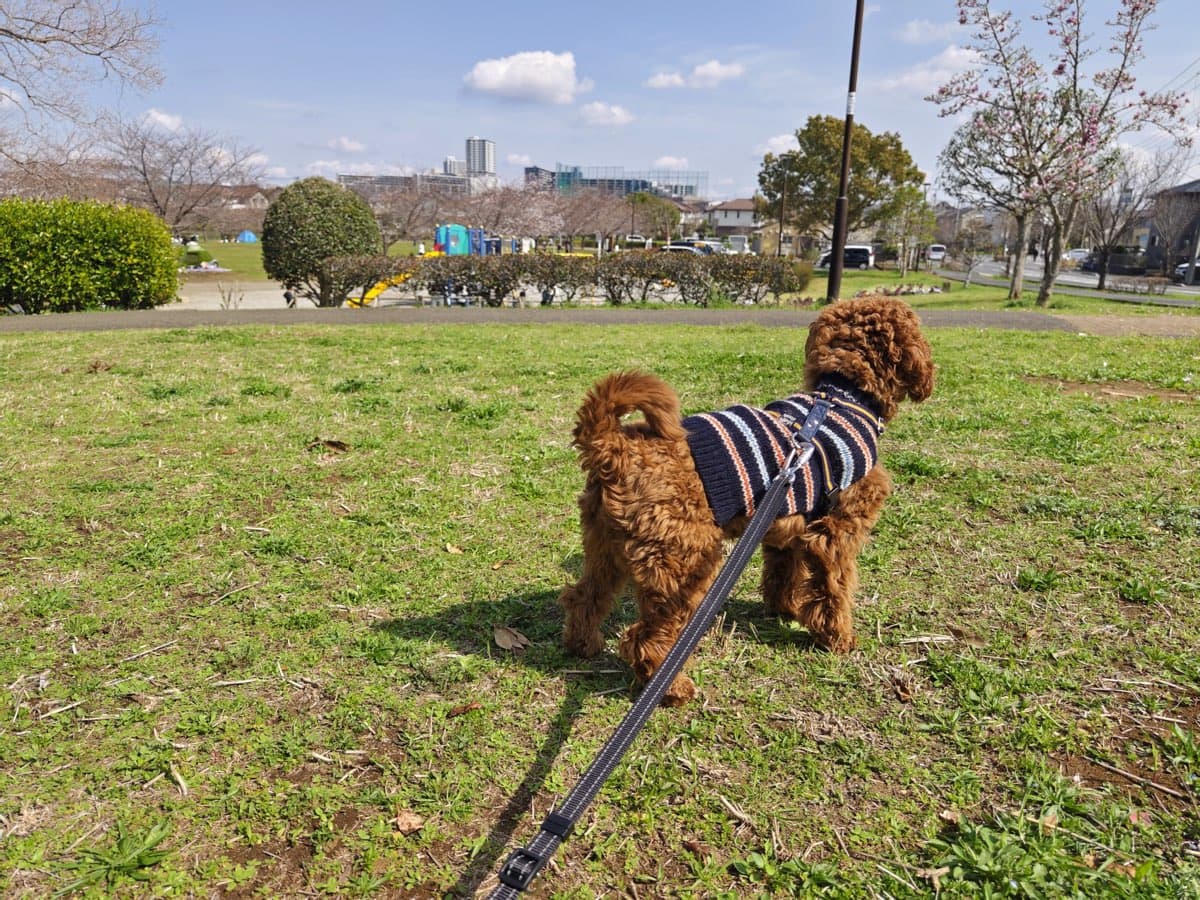 背中側でリードを繋いだハーネスを着けて、春の公園の芝生に立つキャバプーの茶々丸を後ろから見たところ