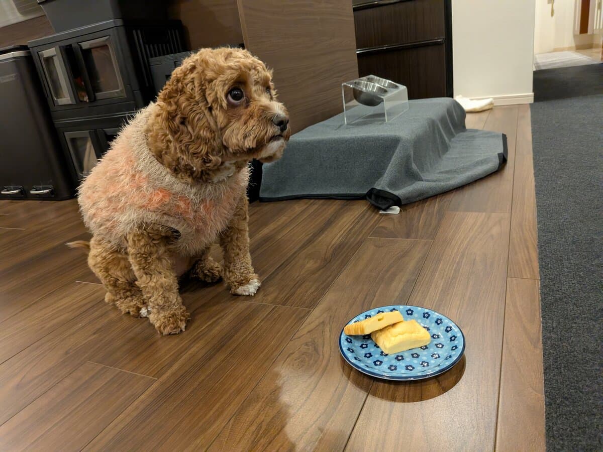 フローリングに座り、目の前の皿に置かれた食べものから顔をそむけている茶色い巻き毛の小型犬。奥にステンレスのフードボウルが見える
