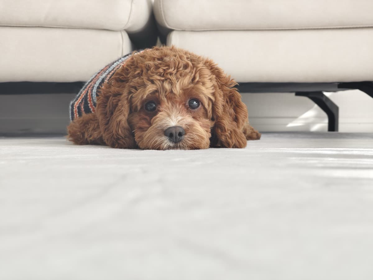 リビングのマットに伏せて、こちらをそっと見上げるキャバプーの茶々丸