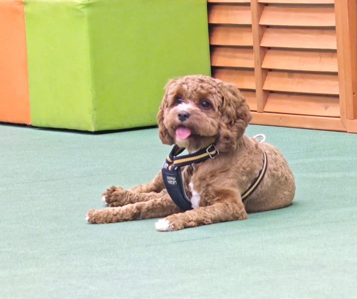 屋外の人工芝でハーネスを着けて夕方の散歩前に伏せをするキャバプーの茶々丸