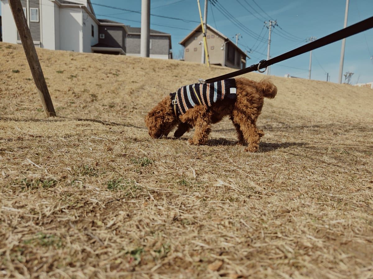 ボーダー柄のニットを着た茶色い巻き毛の小型犬が、リードをつけたまま枯れ草に覆われた土手の斜面で地面のにおいを嗅いでいる