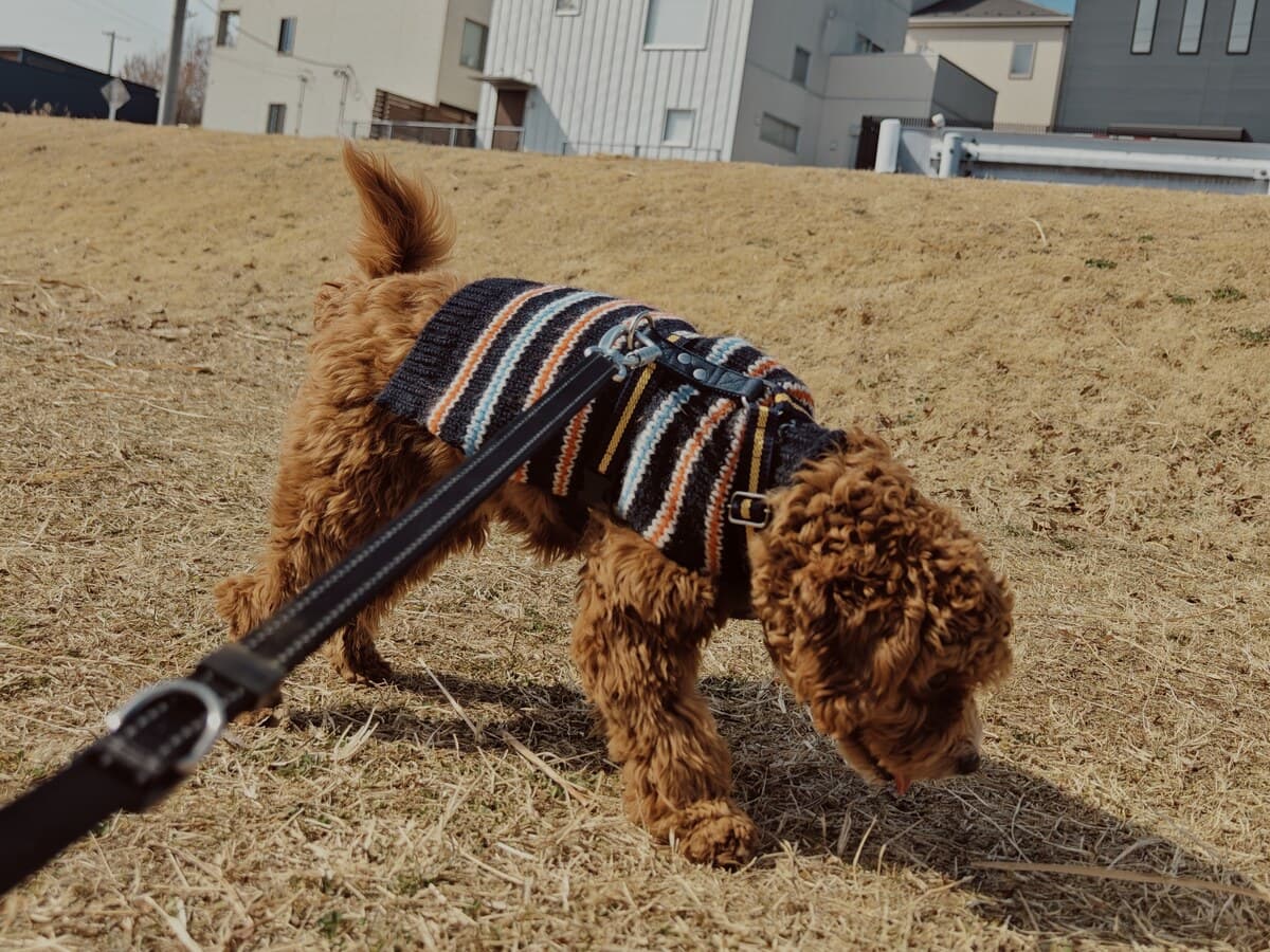 ボーダー柄のニットを着た茶色い巻き毛の小型犬が、リードをつけたまま枯れ草に覆われた土手の斜面で地面のにおいを嗅いでいる