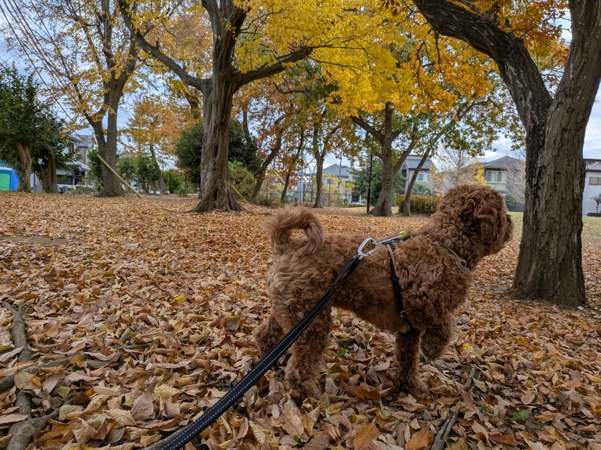 落ち葉の積もった公園を、住宅街を背景にリードをつけて散歩するキャバプーの茶々丸